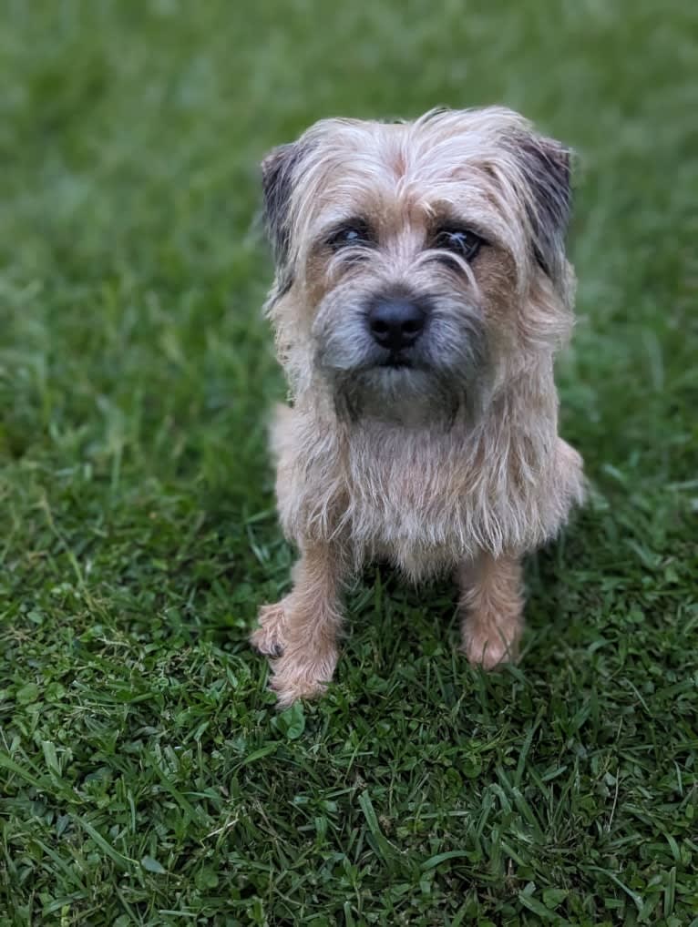 Daisy, a Border Terrier tested with EmbarkVet.com