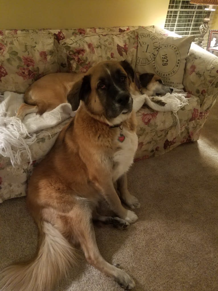 Linus, a Saint Bernard and Boxer mix tested with EmbarkVet.com