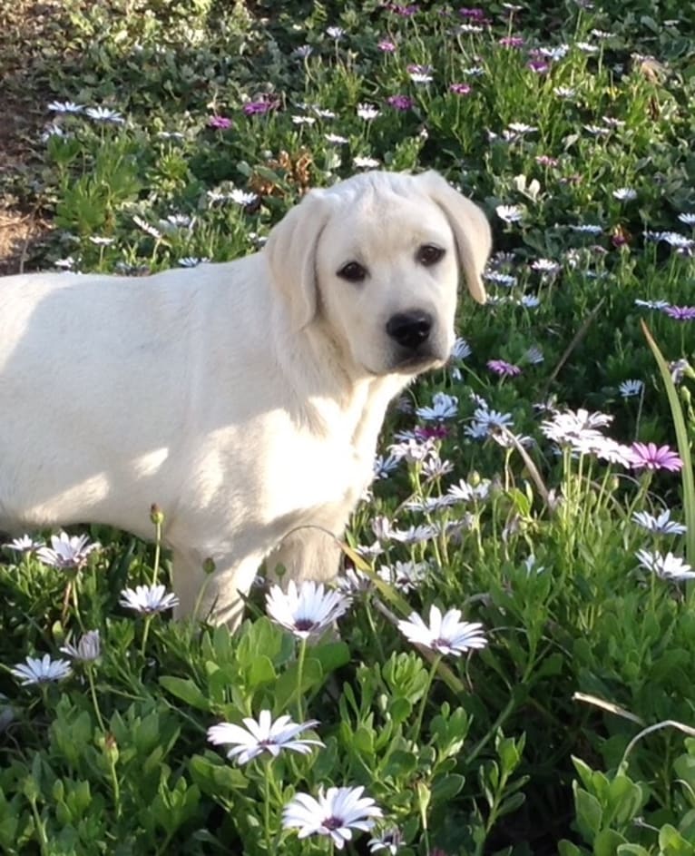 Prince Silver of Tender Oak Ranch, a Labrador Retriever tested with EmbarkVet.com