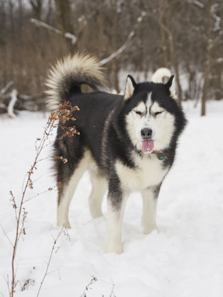 Loki, a Siberian Husky tested with EmbarkVet.com