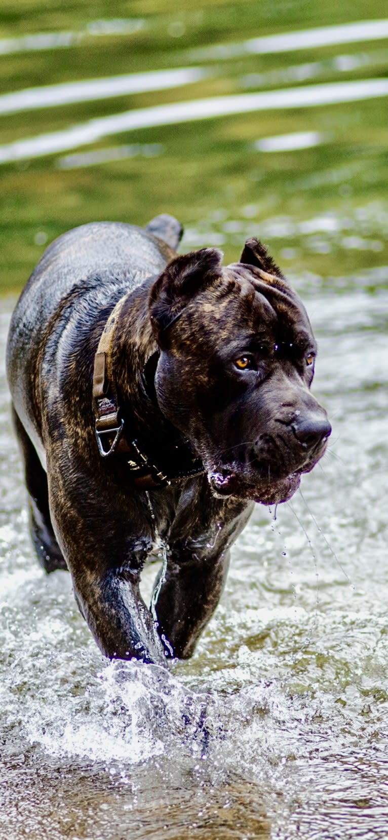 Riggs, a Boerboel and Neapolitan Mastiff mix tested with EmbarkVet.com