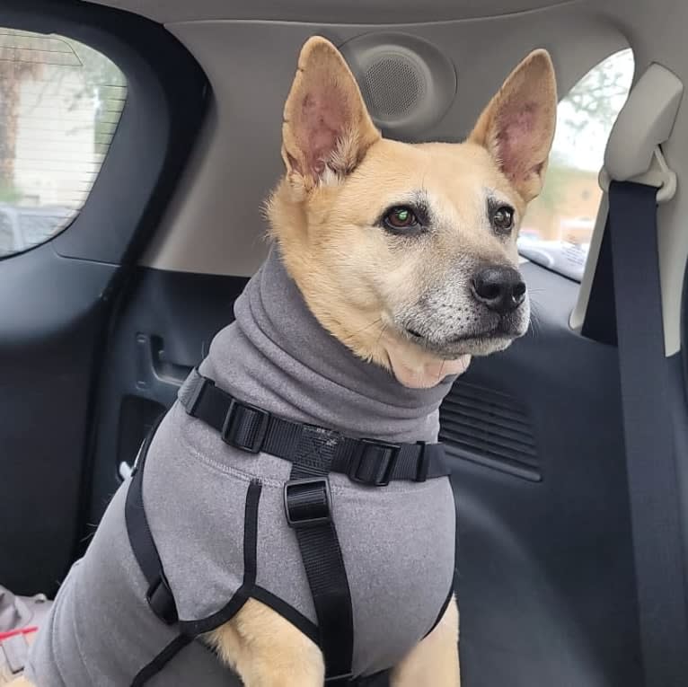 Bowzer, a Chow Chow and American Pit Bull Terrier mix tested with EmbarkVet.com