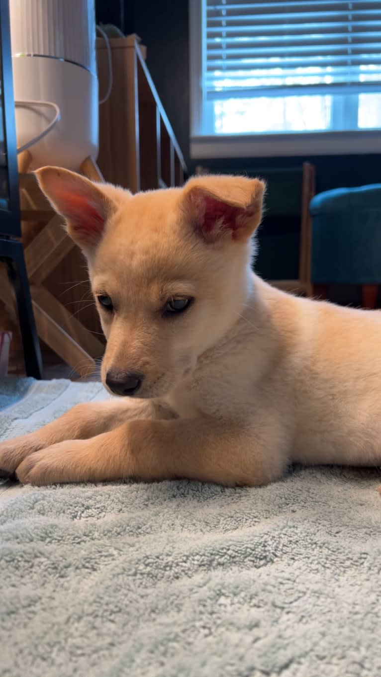 Junie B. Jones, a German Shepherd Dog and Australian Cattle Dog mix tested with EmbarkVet.com