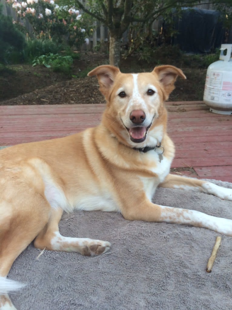 Khaleesi, a Siberian Husky and German Shepherd Dog mix tested with EmbarkVet.com