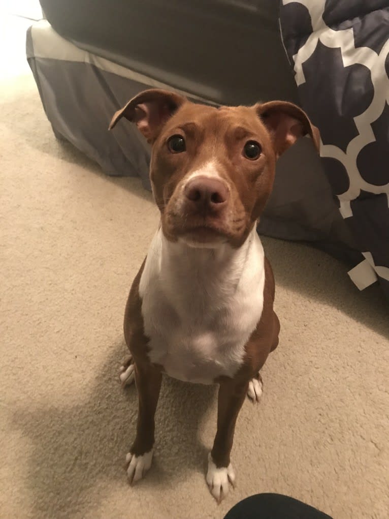 Zoe, an American Pit Bull Terrier and American Bulldog mix tested with EmbarkVet.com