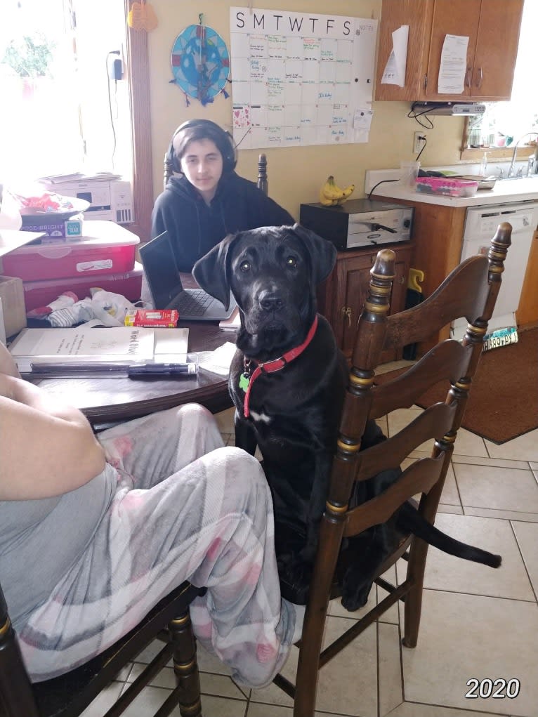 Ottis, a Perro de Presa Canario and English Springer Spaniel mix tested with EmbarkVet.com