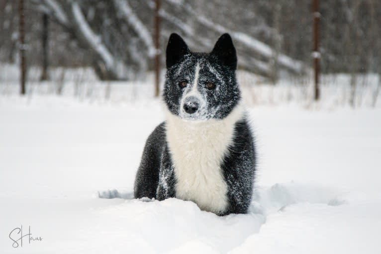 Nalle, a Karelian Bear Dog tested with EmbarkVet.com