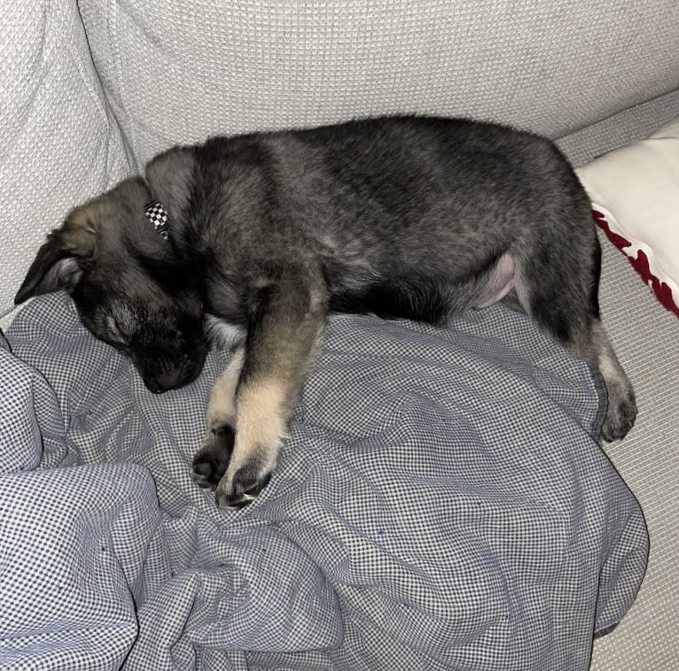 Brutus, a Norwegian Elkhound tested with EmbarkVet.com