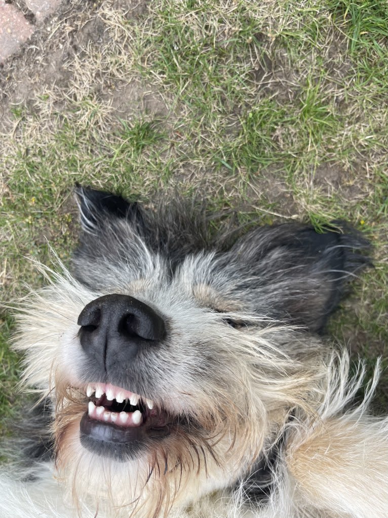 Bilbo, an Eastern European Village Dog tested with EmbarkVet.com