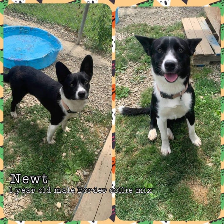 Newt, an Australian Cattle Dog and Border Collie mix tested with EmbarkVet.com