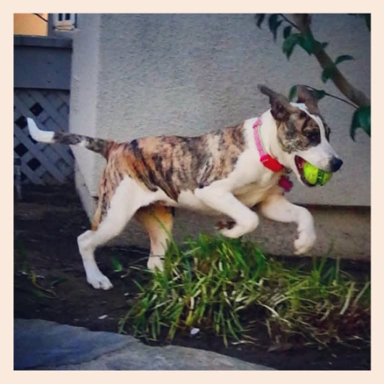 Maeby, an American Pit Bull Terrier and Chow Chow mix tested with EmbarkVet.com