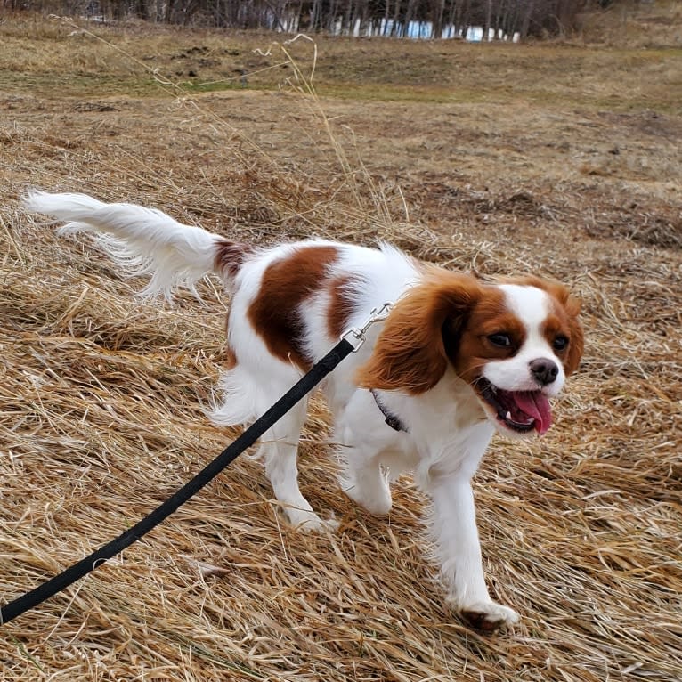 Princess Amelia the First (Millie), a Cavalier King Charles Spaniel tested with EmbarkVet.com