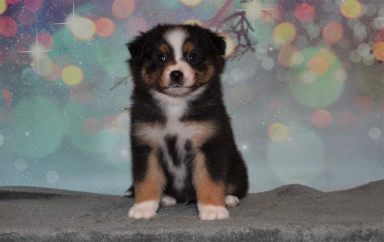 Nuka, an Australian Shepherd tested with EmbarkVet.com