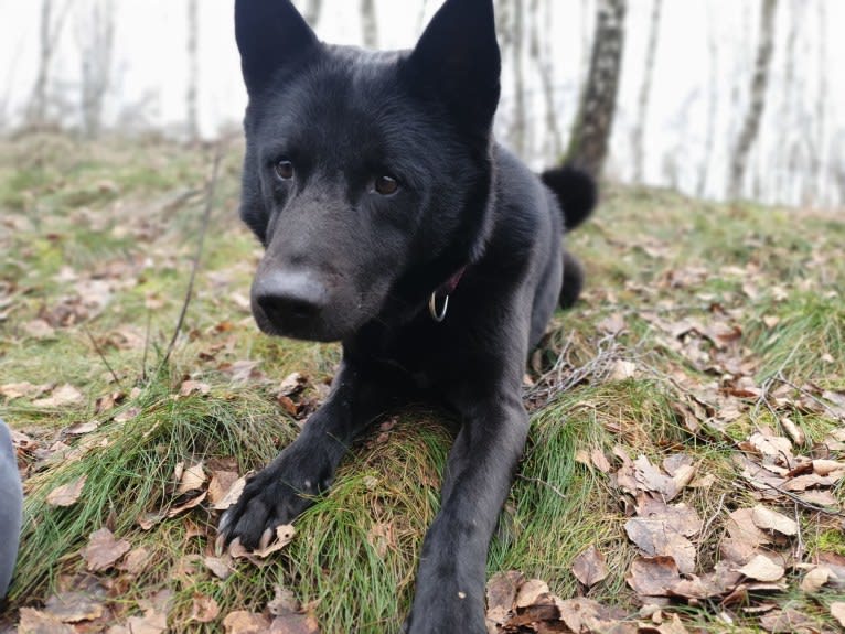 Moshae, a Canaan Dog tested with EmbarkVet.com