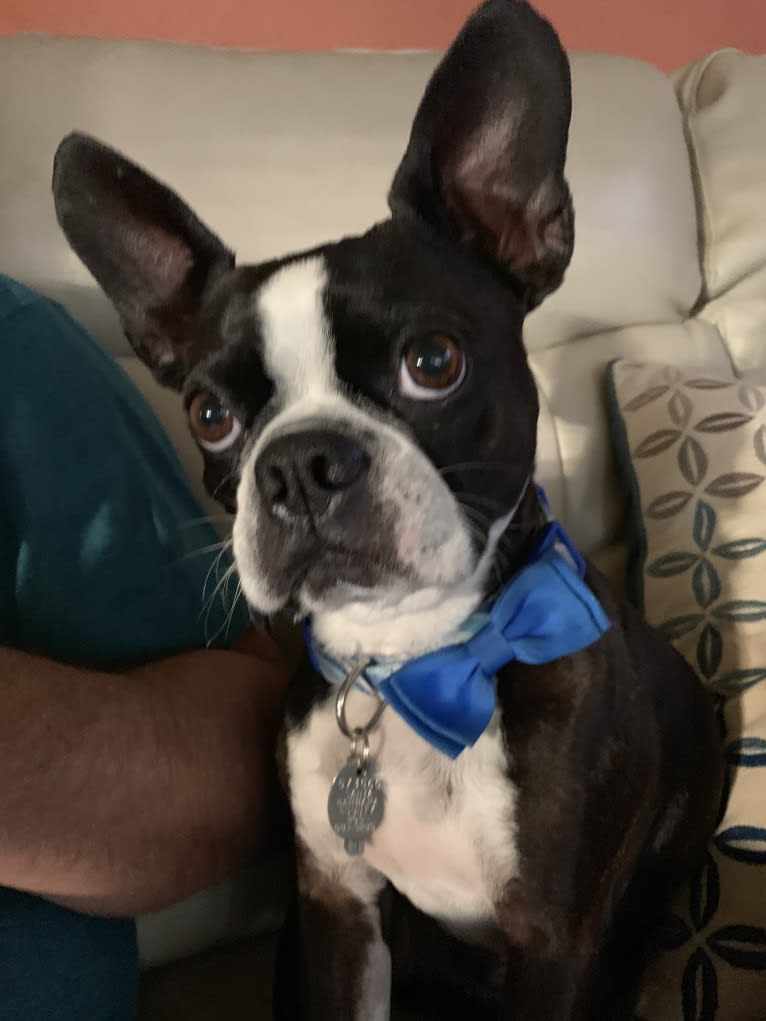 R2, a Boston Terrier tested with EmbarkVet.com