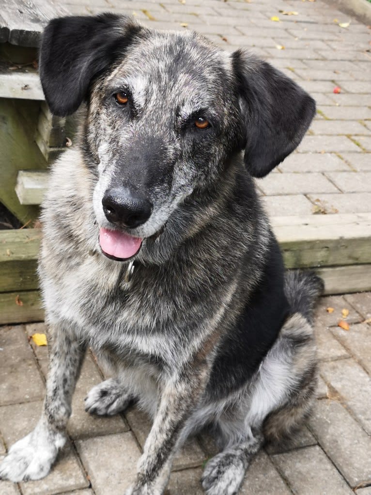 Achille, a German Shepherd Dog and Golden Retriever mix tested with EmbarkVet.com