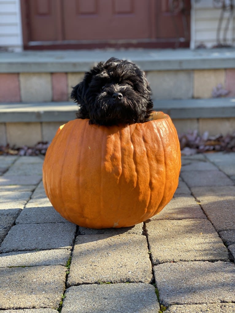 Samwise the Brave, a Poodle (Small) and Shih Tzu mix tested with EmbarkVet.com