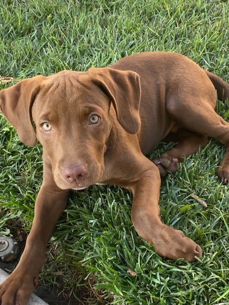 Kingston, a Weimaraner and Labrador Retriever mix tested with EmbarkVet.com