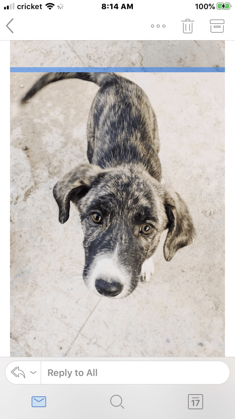 Clara, an Arabian Village Dog tested with EmbarkVet.com