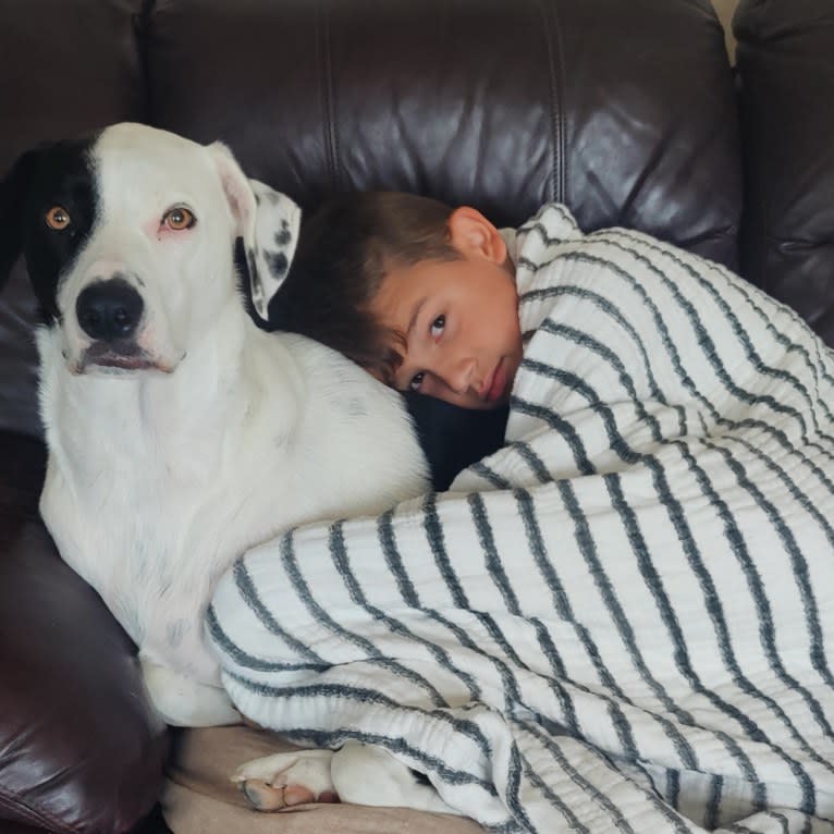 Chance, a German Shorthaired Pointer and Border Collie mix tested with EmbarkVet.com