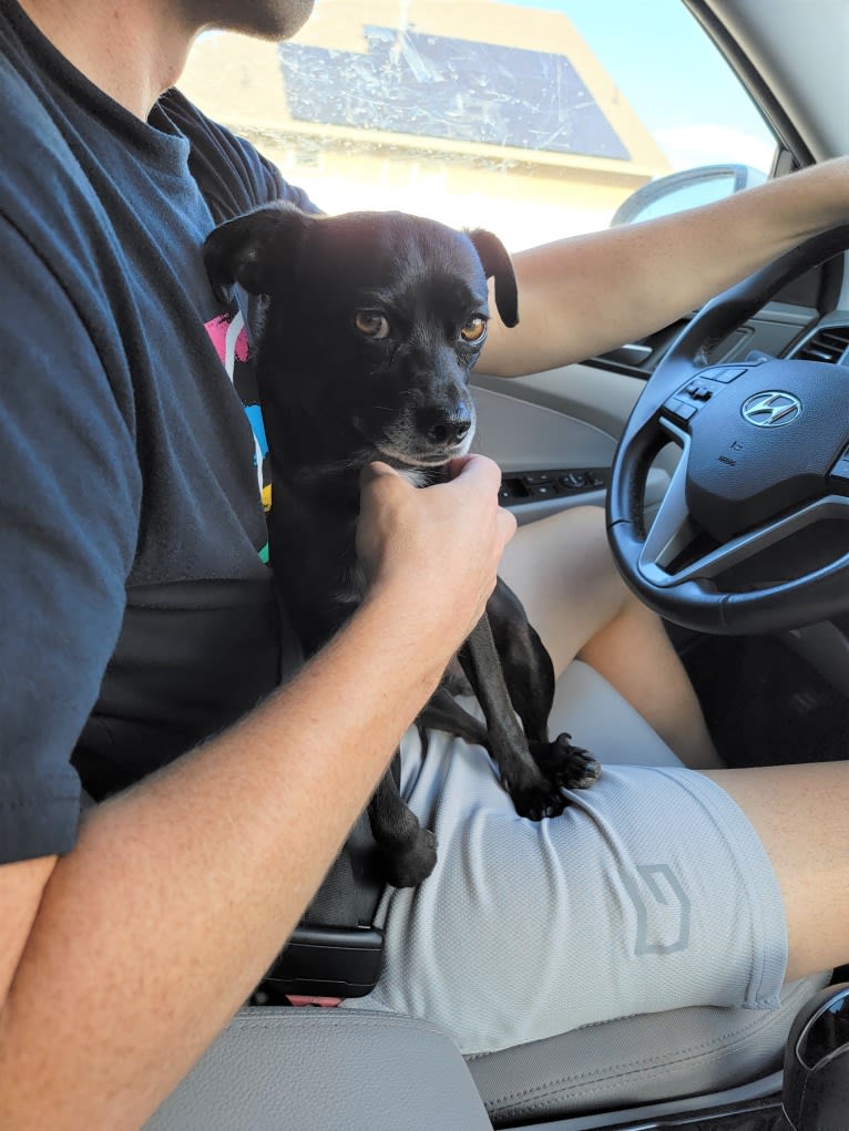 Zeus, a Chihuahua and Poodle (Small) mix tested with EmbarkVet.com