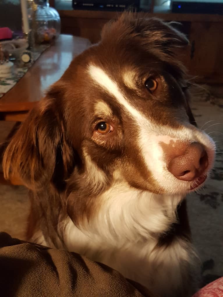 Copper, an Australian Shepherd and Border Collie mix tested with EmbarkVet.com