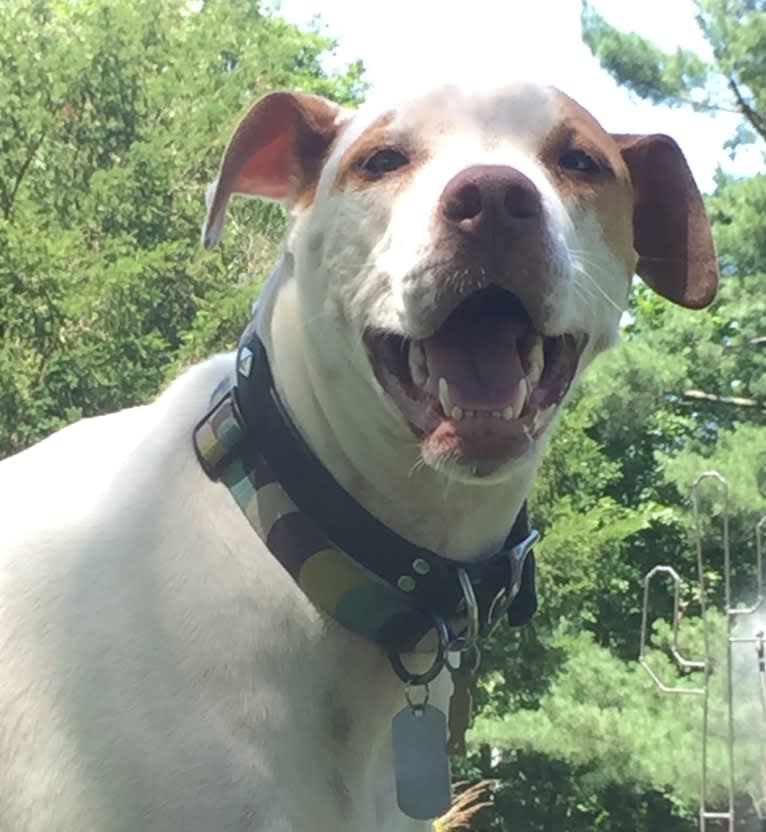 Freckles, an American Pit Bull Terrier and Chow Chow mix tested with EmbarkVet.com