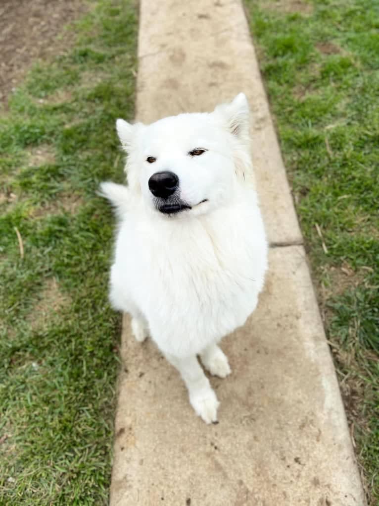 Devlin Charles, a Samoyed tested with EmbarkVet.com