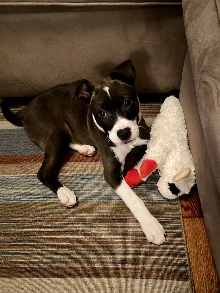 Sadie, an American Pit Bull Terrier and Boxer mix tested with EmbarkVet.com