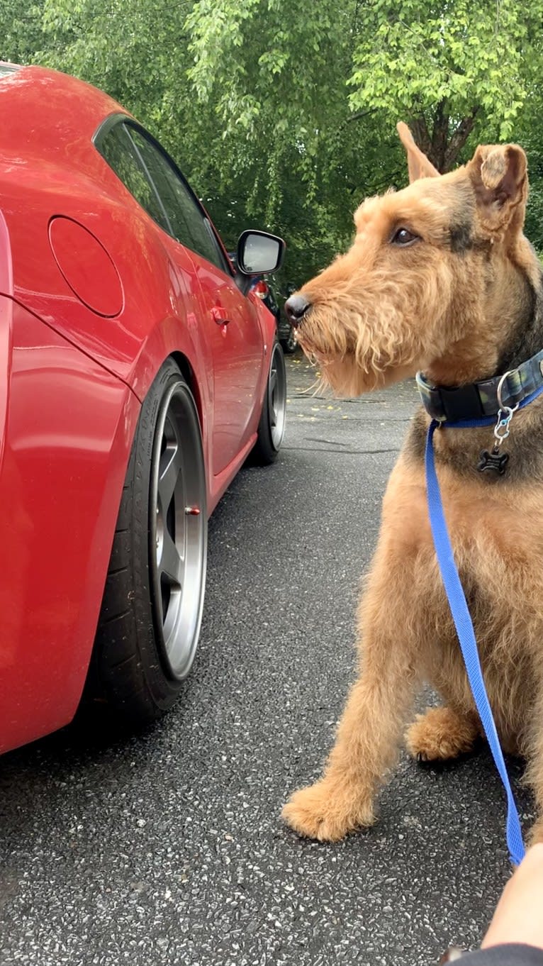 Ares, an Airedale Terrier tested with EmbarkVet.com