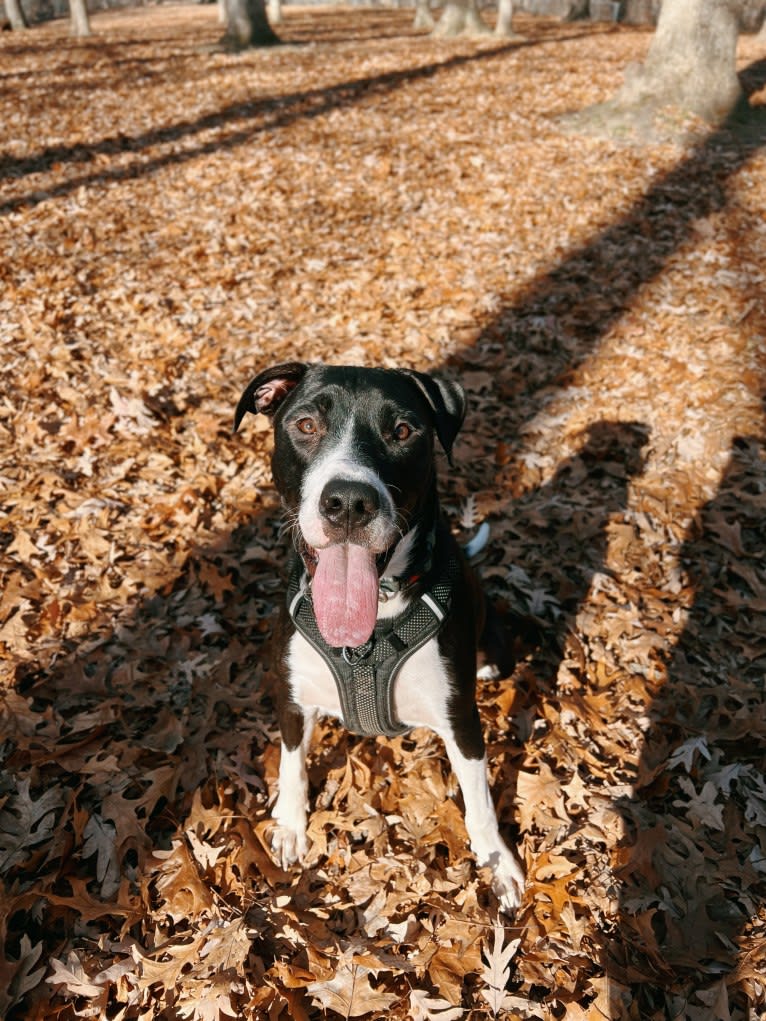 Photo of Tucker, an American Pit Bull Terrier, Labrador Retriever, Black and Tan Coonhound, and Siberian Husky mix in Tennessee, USA