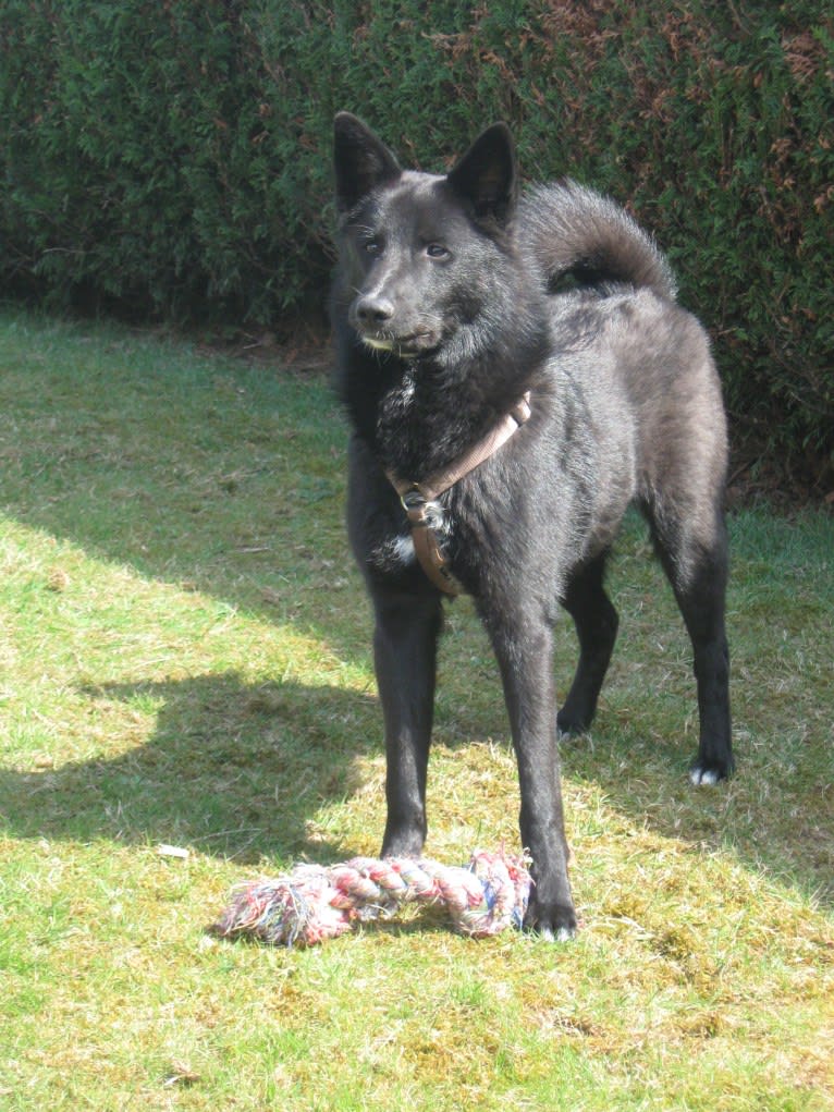 Strolch, a Canaan Dog tested with EmbarkVet.com