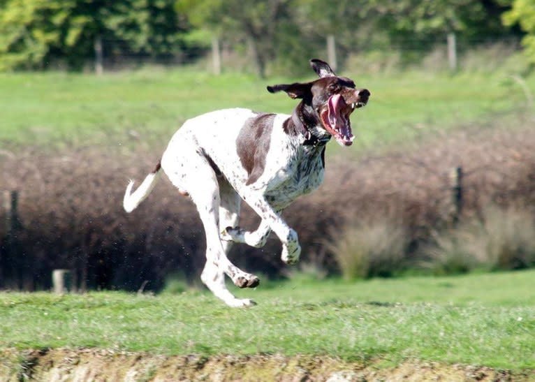 Crixus, a German Shorthaired Pointer and Alaskan-type Husky mix tested with EmbarkVet.com