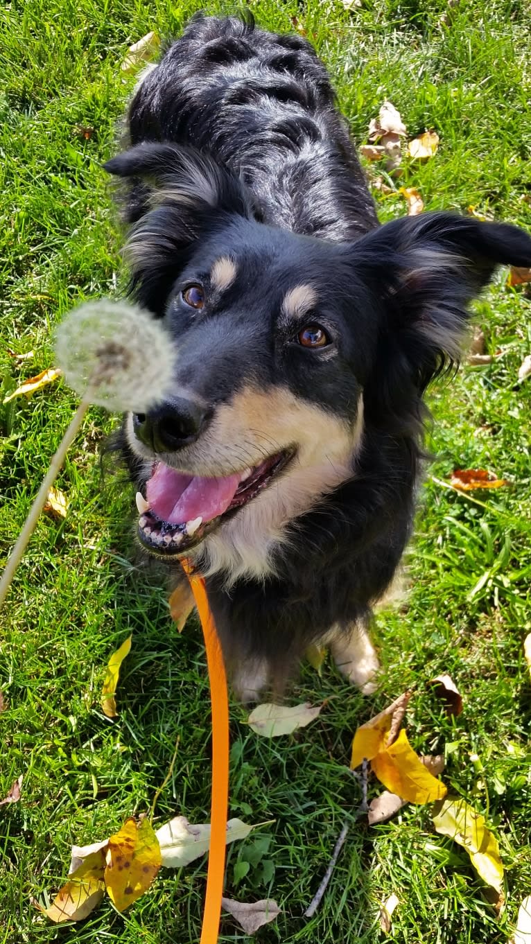 Maple, an English Shepherd tested with EmbarkVet.com