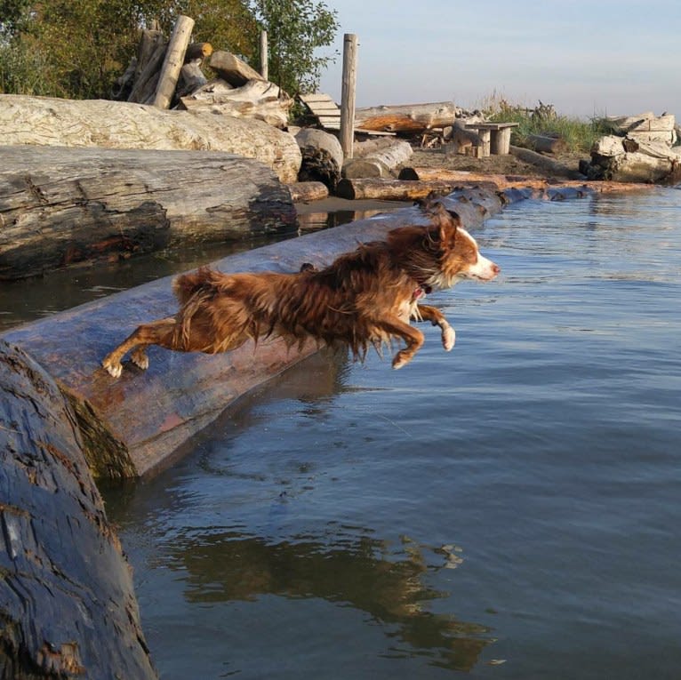 Koda, an Australian Shepherd tested with EmbarkVet.com