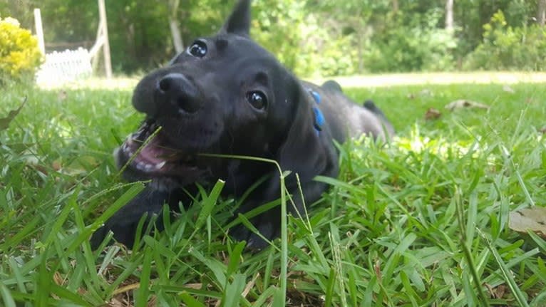 Kaida, a Labrador Retriever and Australian Shepherd mix tested with EmbarkVet.com