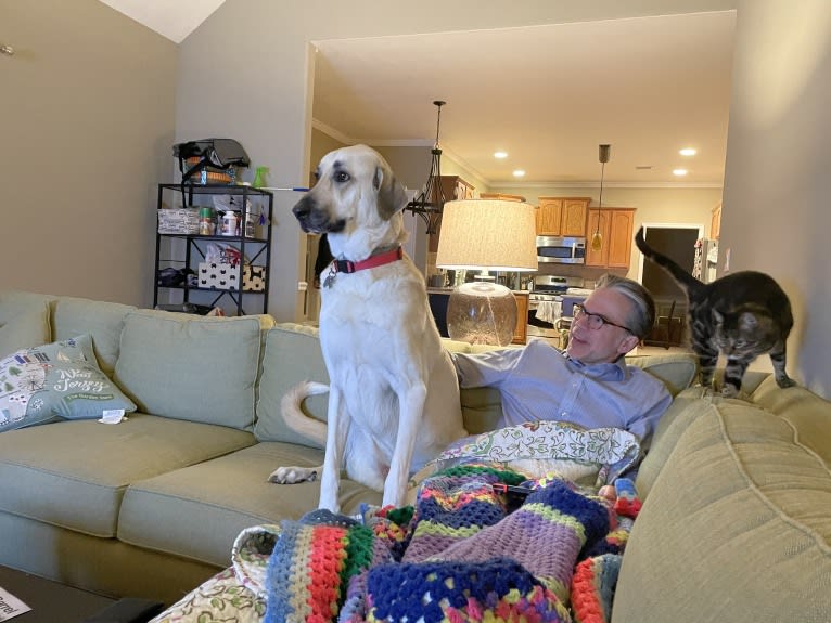 Willie, an Anatolian Shepherd Dog and Great Pyrenees mix tested with EmbarkVet.com