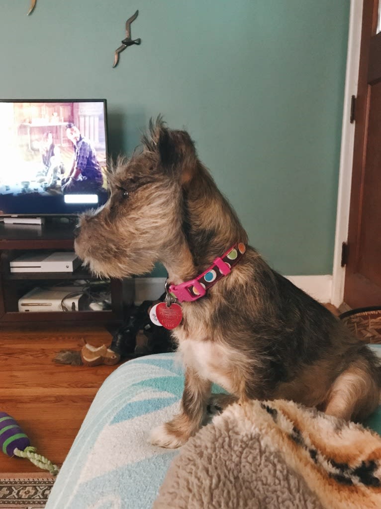 Adelaide, a Miniature Schnauzer and Boston Terrier mix tested with EmbarkVet.com