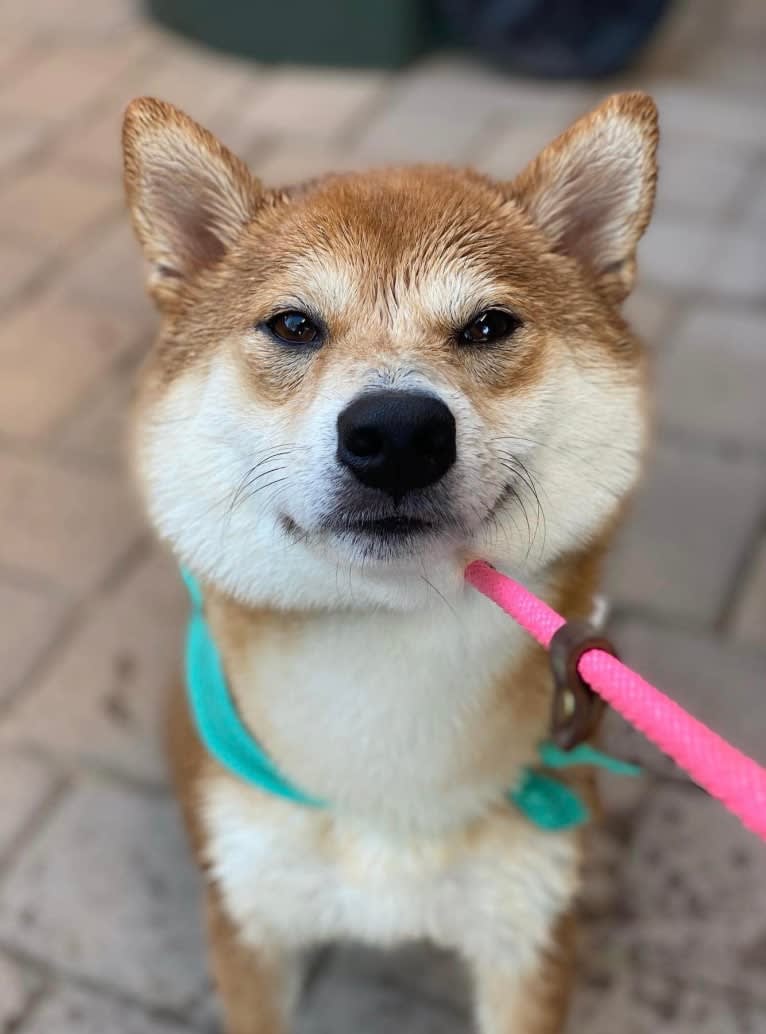 Oka, a Shiba Inu tested with EmbarkVet.com