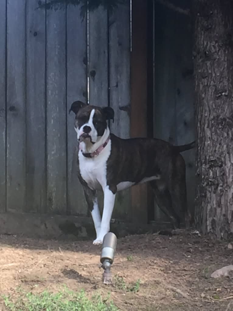 Ada, an American Staffordshire Terrier and Bulldog mix tested with EmbarkVet.com