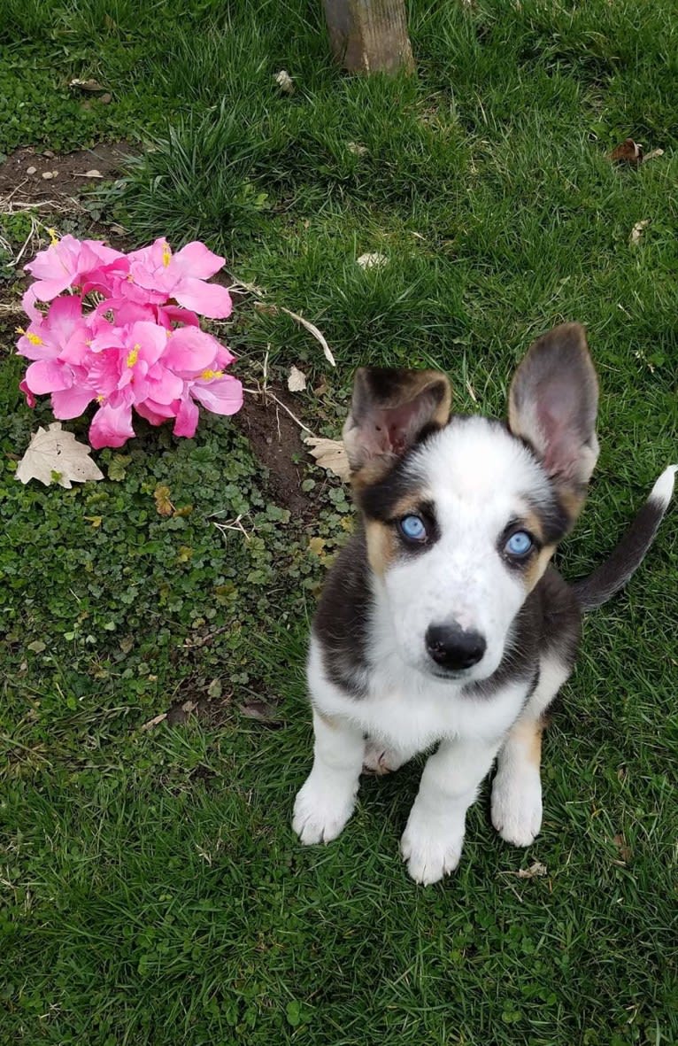 Sadie, a German Shepherd Dog tested with EmbarkVet.com