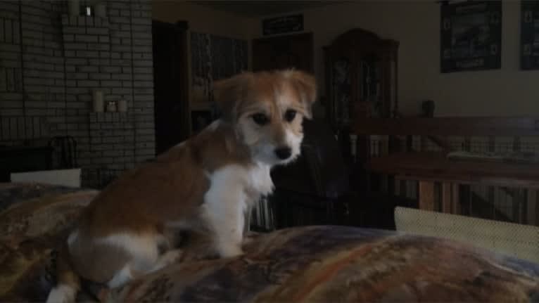 Winham’s Cowboy Cody of Cowgirl Cotons, a Coton de Tulear tested with EmbarkVet.com