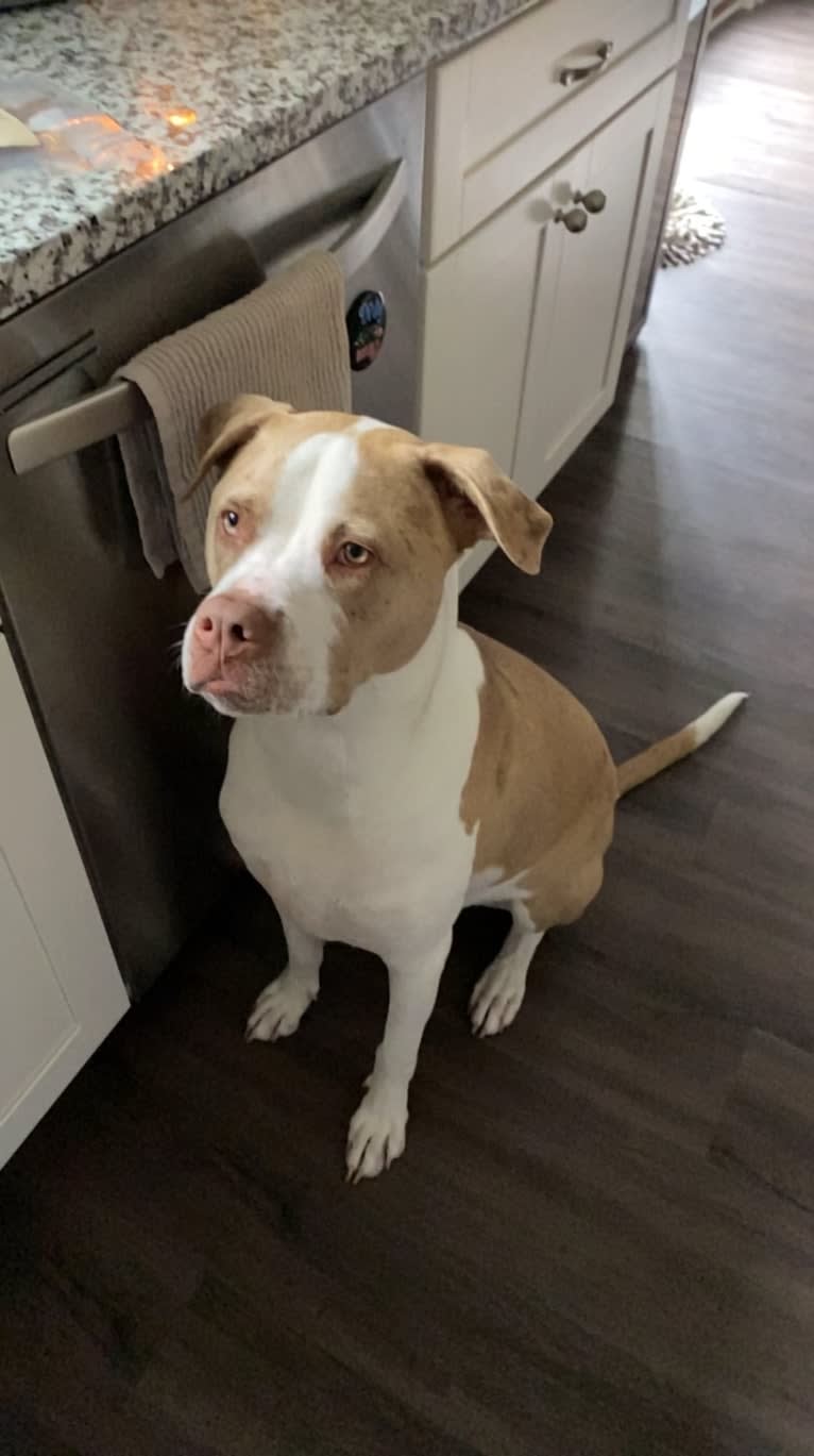 Frank, an American Pit Bull Terrier and Australian Shepherd mix tested with EmbarkVet.com