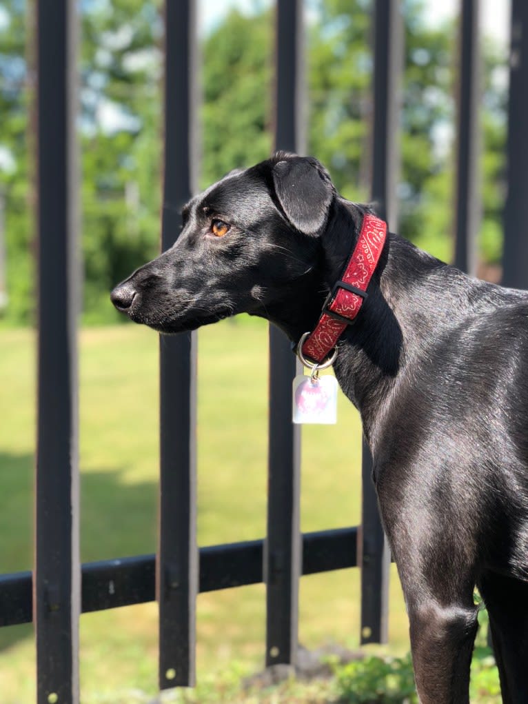 Pepper, an European Village Dog and Dalmatian mix tested with EmbarkVet.com