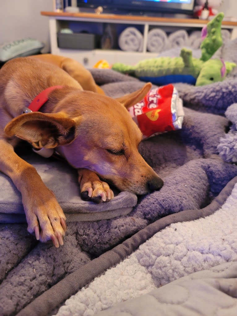 Aeriel, a Chihuahua and Miniature Pinscher mix tested with EmbarkVet.com