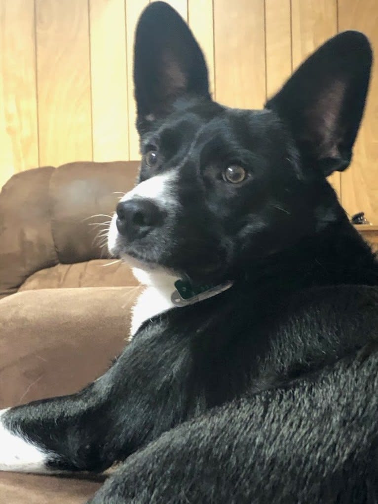 Newt, an Australian Cattle Dog and Border Collie mix tested with EmbarkVet.com