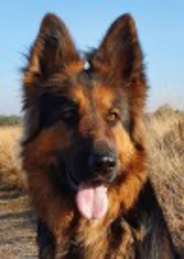 Ayati von der Vaniro Wolf, a German Shepherd Dog (10.5% unresolved) tested with EmbarkVet.com