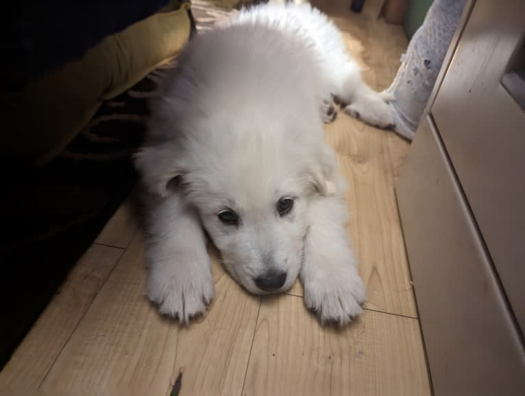 Valiant, a Great Pyrenees tested with EmbarkVet.com
