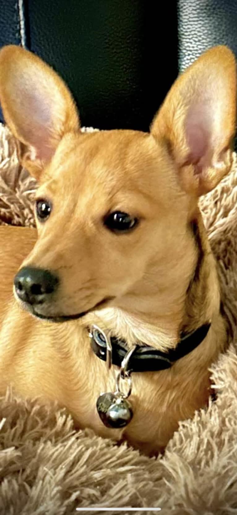 Alexa (Lexi) Isabella, a Chihuahua and Rat Terrier mix tested with EmbarkVet.com