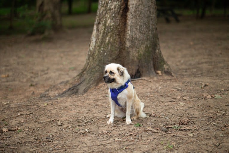 Joko, an American Pit Bull Terrier and Chow Chow mix tested with EmbarkVet.com